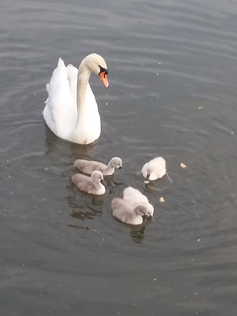 autre famille