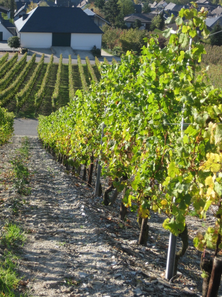 DANS LES VIGNES