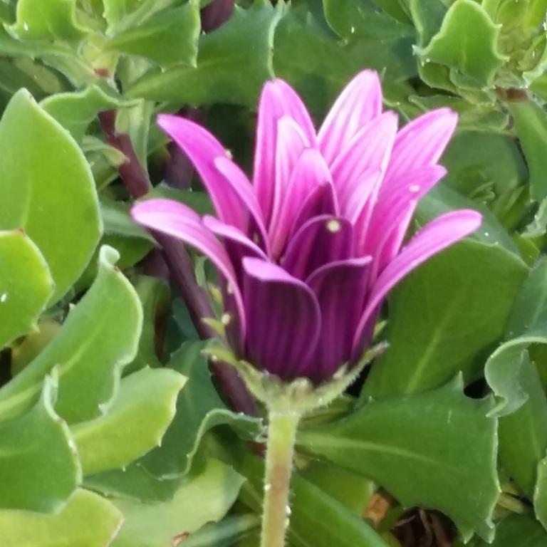 belle fleur 