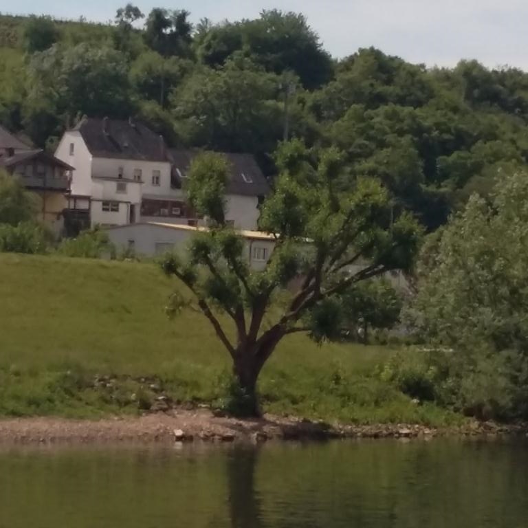 ARBRE ORIGINAL