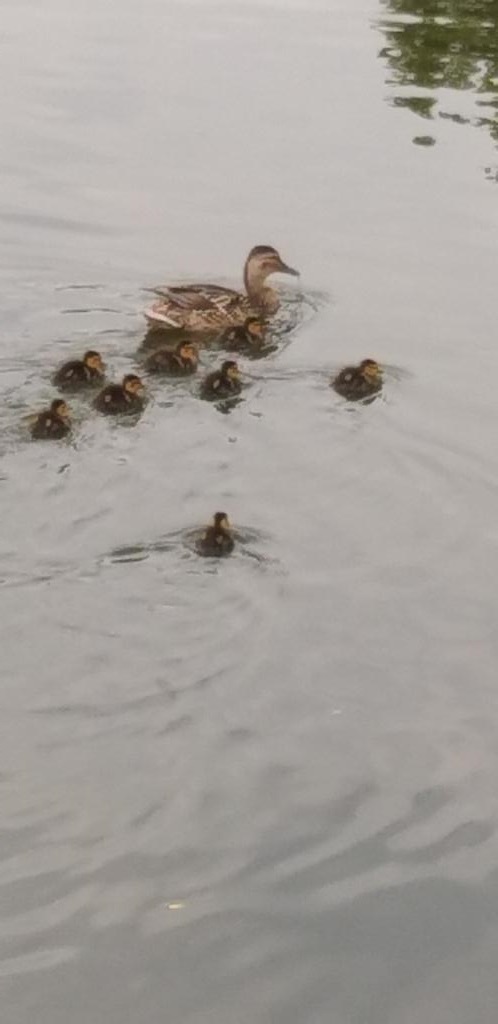 famille canards
