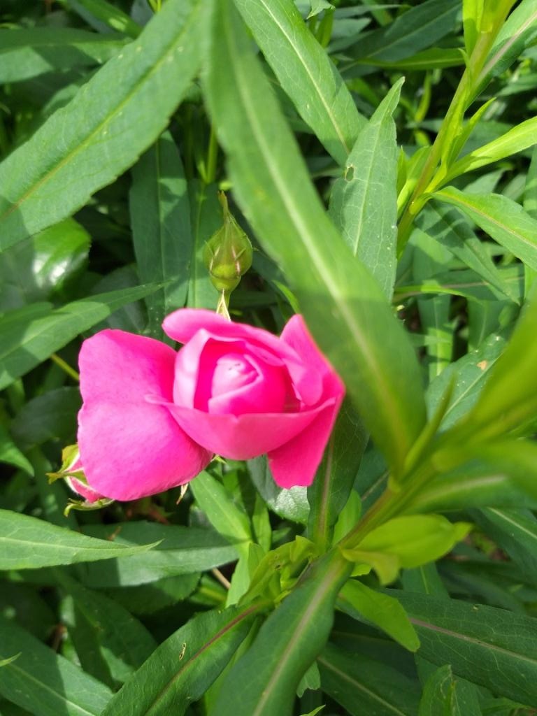 bouton de rose