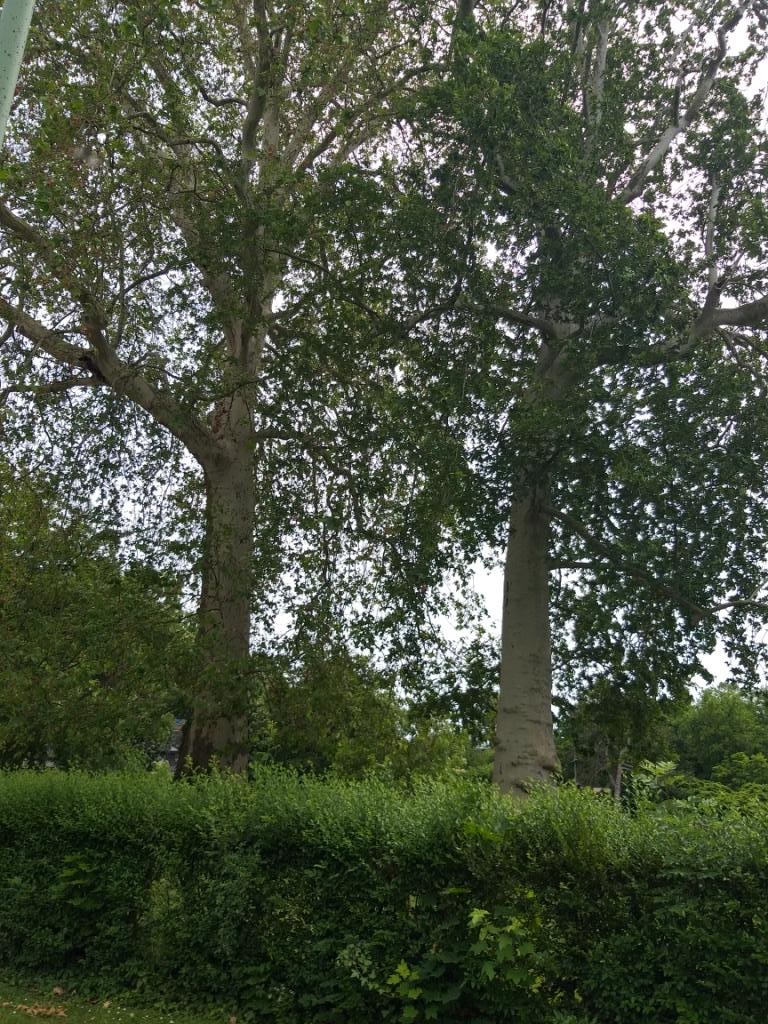 PARC 