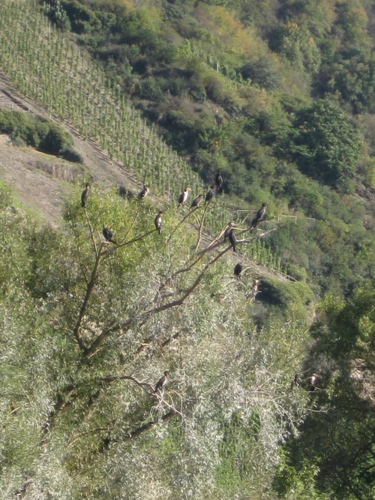 Maîtres corbeaux sur un même arbre perché