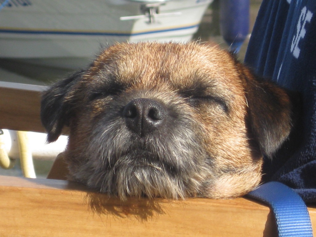 Bouille d'Elvis