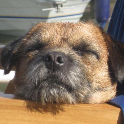 2010 à 2013 NOTRE BORDER TERRIER : ELVIS