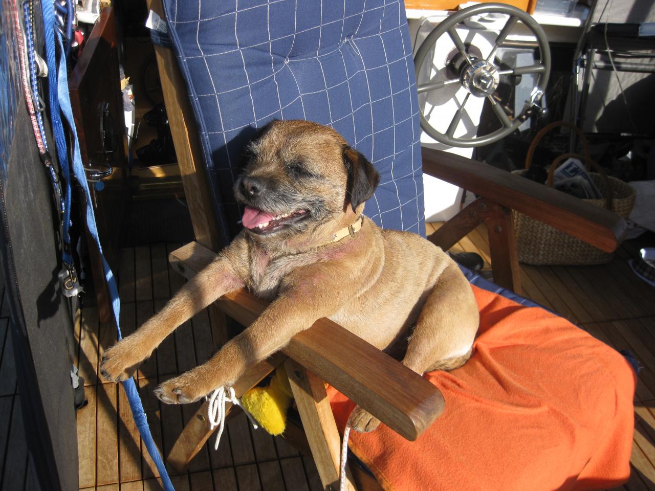 ELVIS A RETROUVÉ MA CHAISE