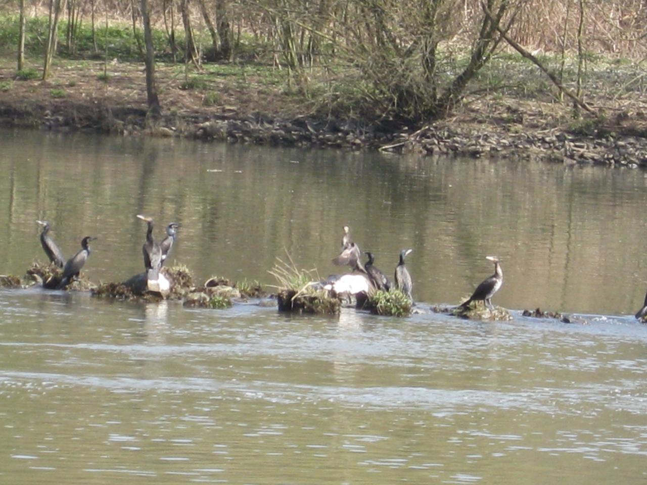 RÉUNION DE PELICANS