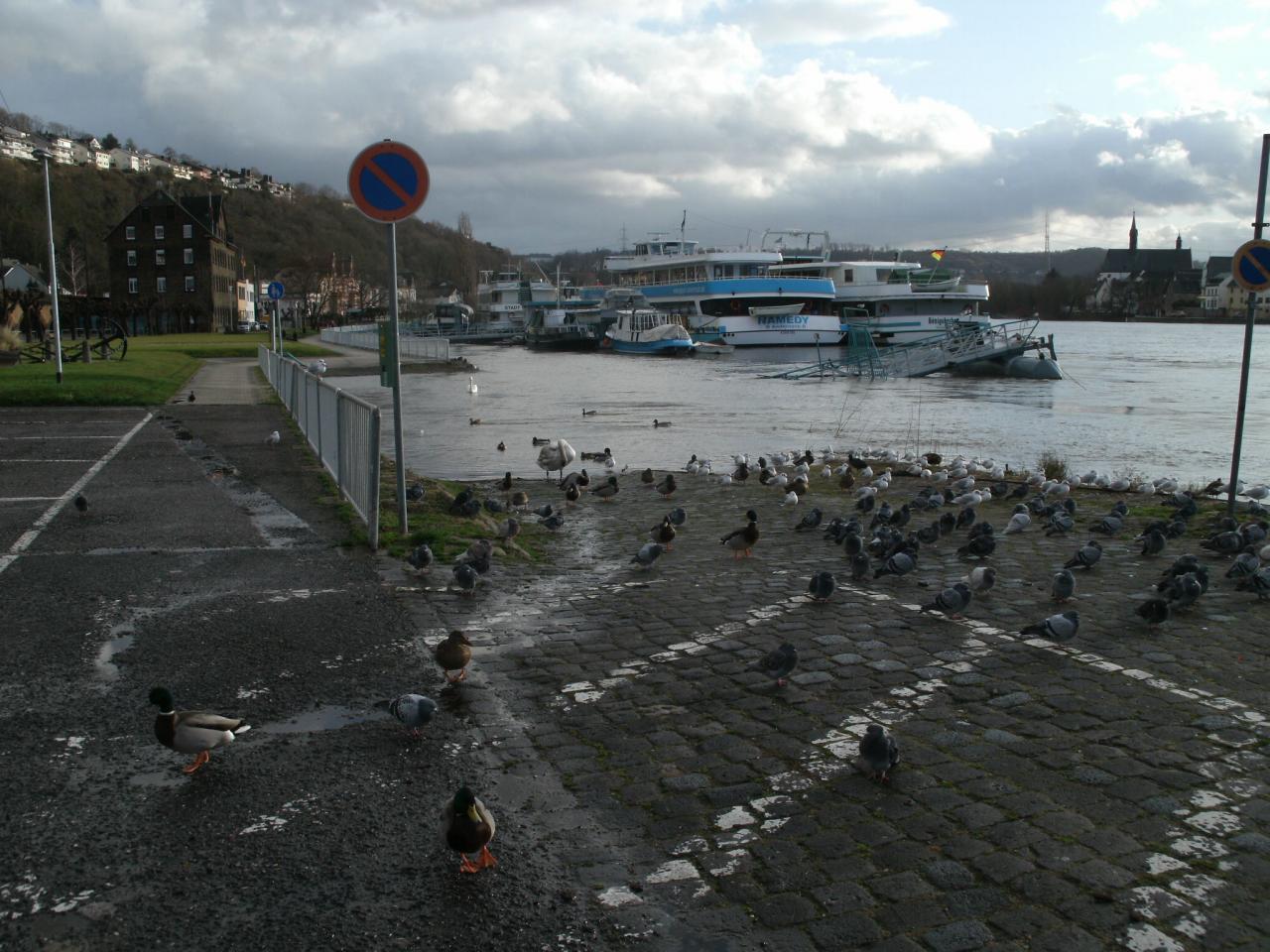 LE RHIN A VALLENDAR