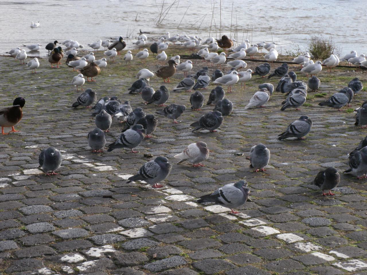 PIGEONS FRIGORIFIÉS