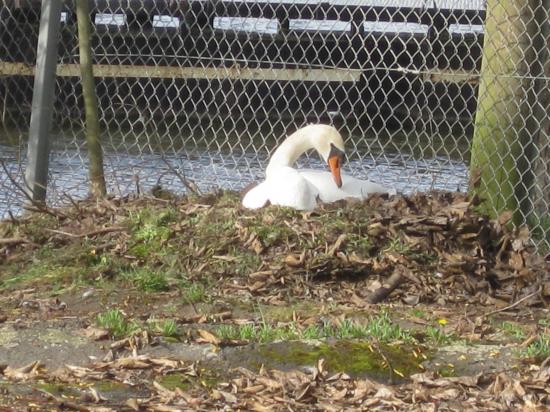 Madame Cygne de Konz
