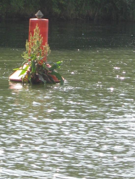 LA BOUÉE FLEURIE