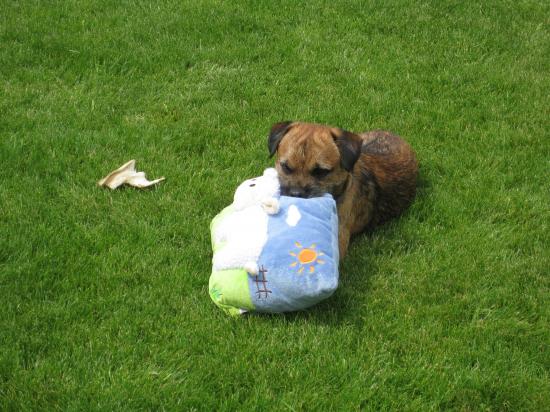 Elvis et son petit coussin