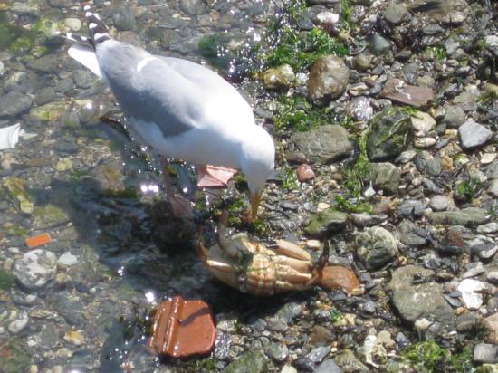 Bon appétit