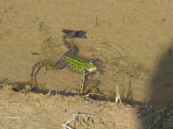 Petite grenouille verte du Donnant