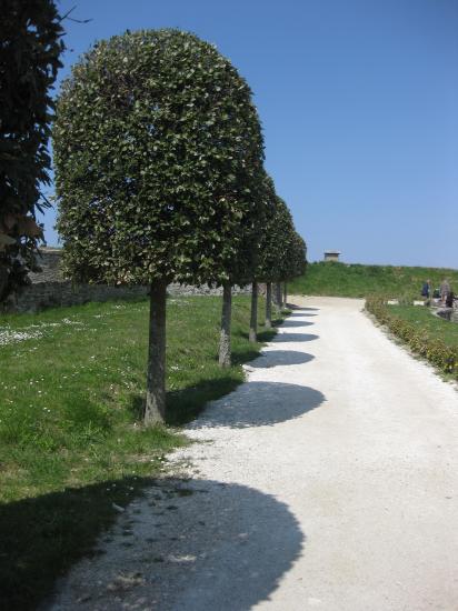 Belle allée d'arbres sur la citadelle