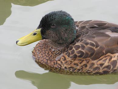 Beau canard