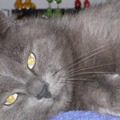 MES CHATS, Alex et mes bonsais.