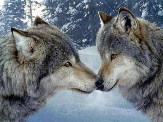 hurler avec les loups