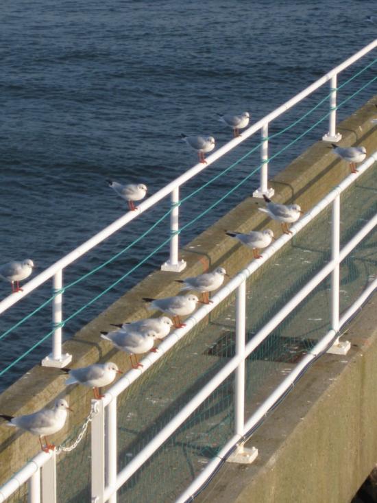 LES MOUETTES DU PORT