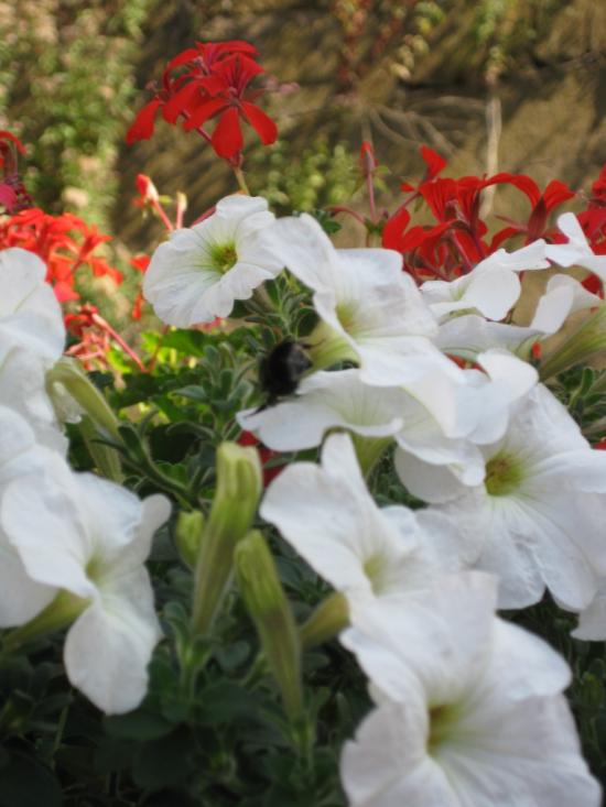  FLEURS SARREBOURGEOISE