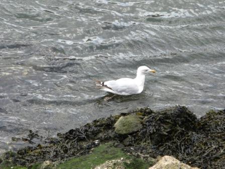 UNE MOUETTE