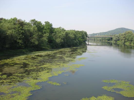 BRAS MORT DE LA MOSELLE