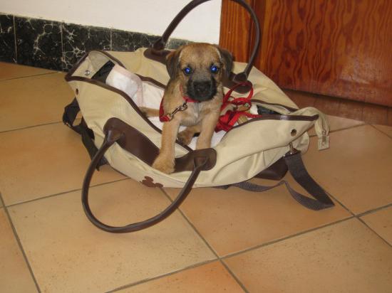 dans son panier de voyage