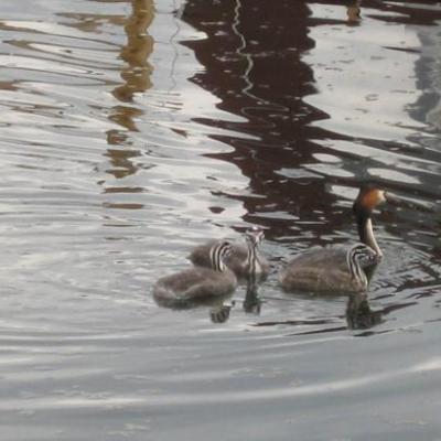 MES AMIS DES RIVIÈRES