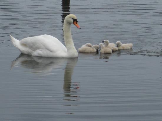 MAMAN ET LES 6 CYGNEAUX