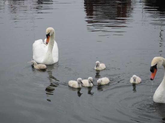 FAMILLE AU COMPLET