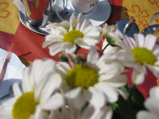 ABEILLE BUTINANT