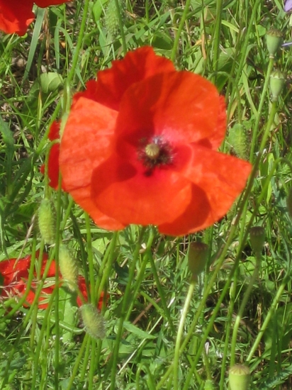 DITES LE AVEC UNE FLEUR