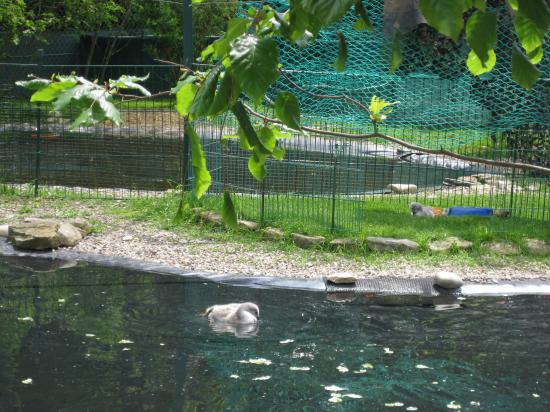 BASSIN DES PETITS