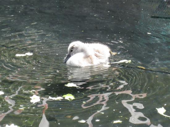 QUEL BONHEUR DANS L'EAU