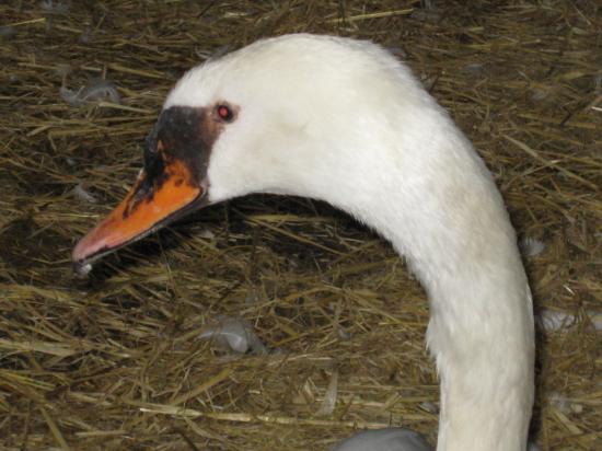 FELIX, Madame Cygne de Neumagen-Dhron