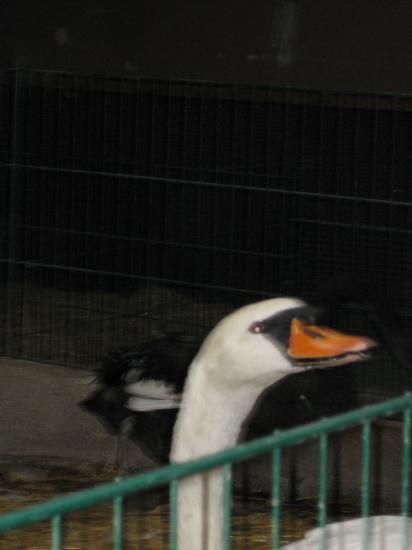COUCOU