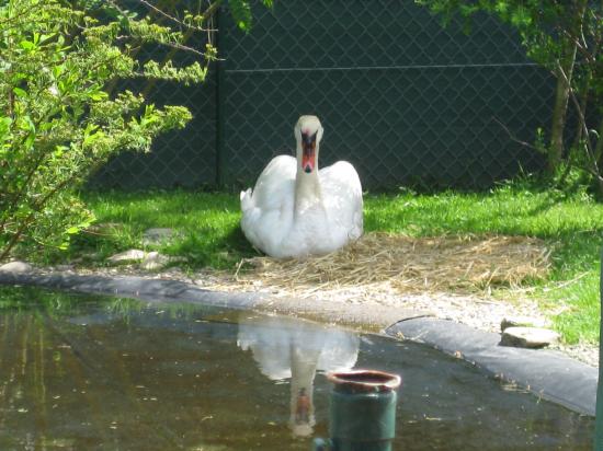 CYGNE BLESSÉ APRÈS UN DUEL