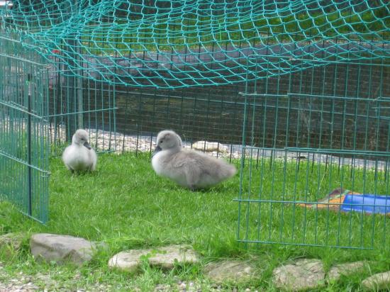 AUTRE PETIT QUI A SURVÉCU DANS L'OEUF GRÂCE AU SOLEIL