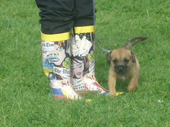 Elvis au cours des chiots