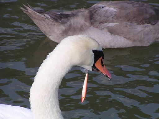 La cruauté sur un cygne