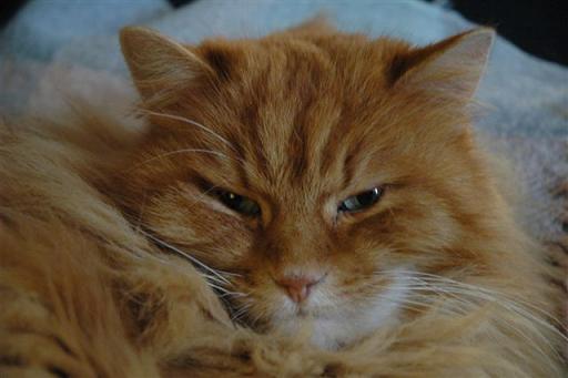 Mon chat Eliot