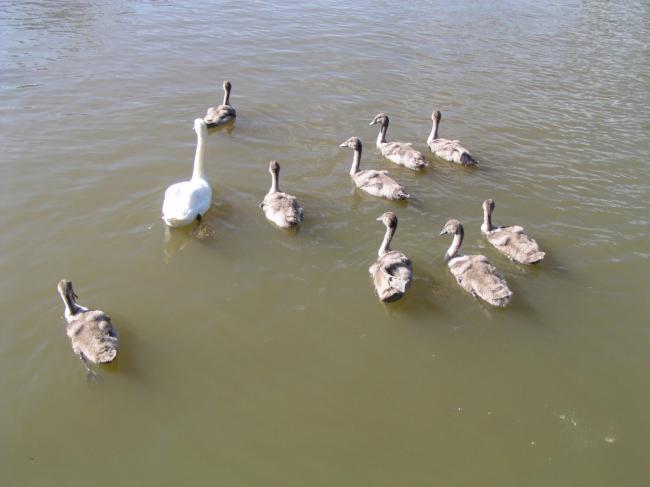 Famille de cygnes avec 9 petits
