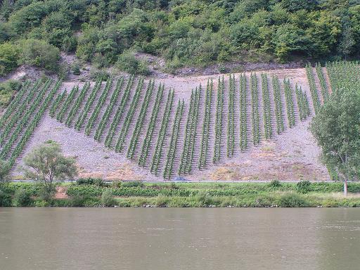 COEUR DE VIGNES