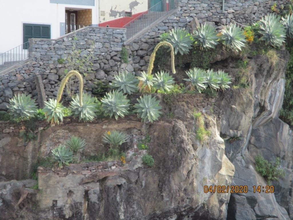 belles plantes