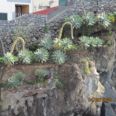 belles plantes