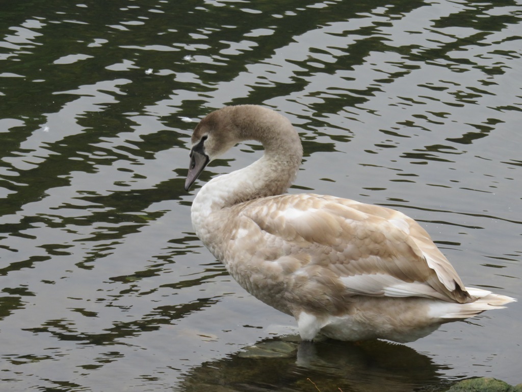 Madame l'oie