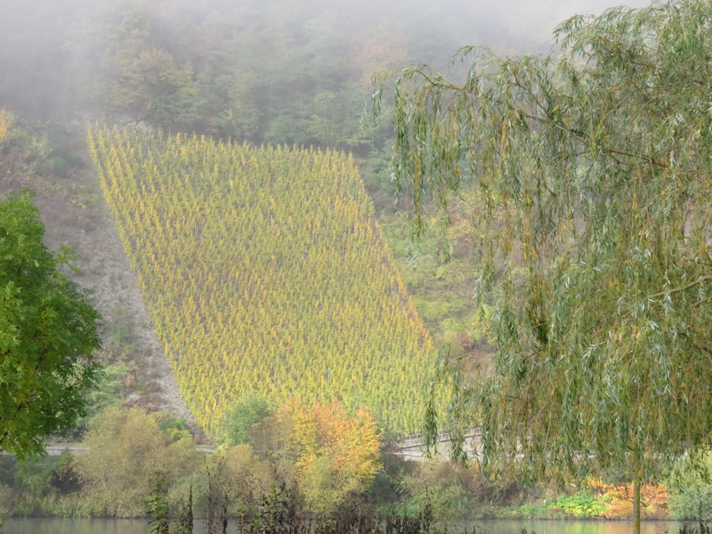 les vignes