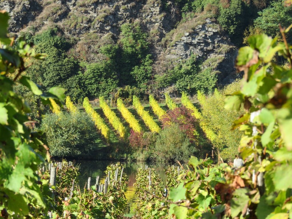 vue sur les vignes