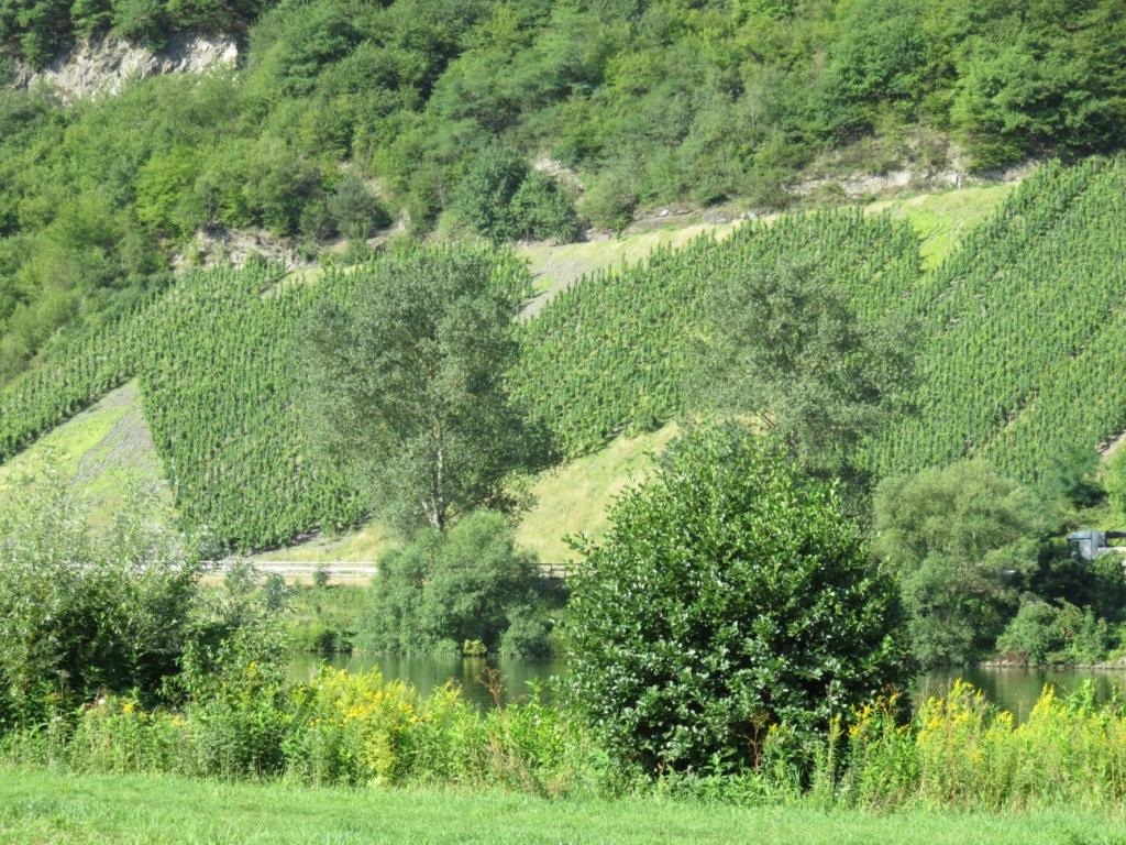 COEUR EN VIGNES DE NEUMAGEN-DHRON